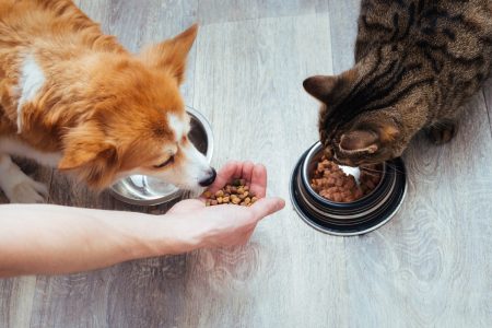 Umsatz der deutschen Heimtierbranche wächst – Anzahl der Heimtiere weiter auf hohem Niveau