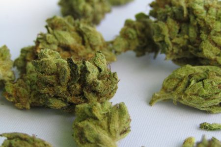 Die Legalisierung von Cannabis