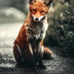 Plötzlich Stille – Wildtiere in der Pandemie“ im Ersten