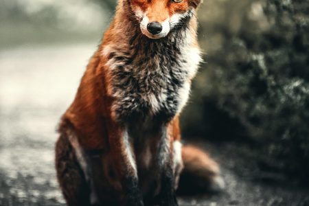 Plötzlich Stille – Wildtiere in der Pandemie“ im Ersten
