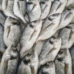 Maßnahmen gegen das Fischsterben in Deutschland: Ein Schweizer Unternehmen setzt sich für Veränderungen ein.