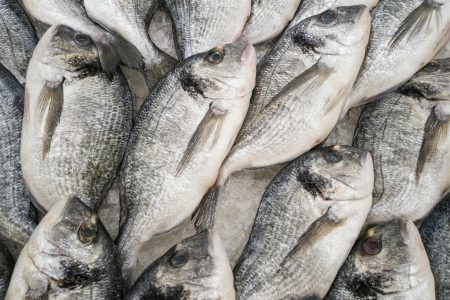 Maßnahmen gegen das Fischsterben in Deutschland: Ein Schweizer Unternehmen setzt sich für Veränderungen ein.