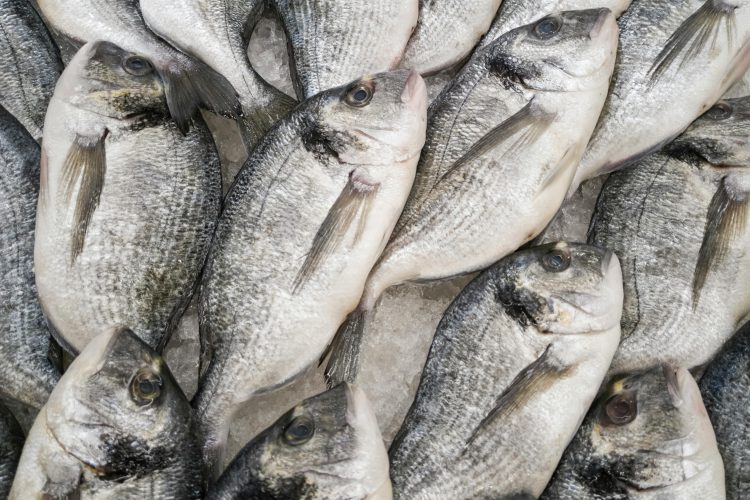 Maßnahmen gegen das Fischsterben in Deutschland: Ein Schweizer Unternehmen setzt sich für Veränderungen ein.